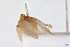 Habitus, lateral view on Eurocalia cervina (Walker, 1851): (Observation).