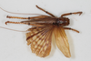 CollectionObject 1505584; bb760328-1585-49fd-9456-29092eb67567: female, dorsal view (syntype). (CollectionObject).