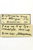 CollectionObject 1528463; f83f6001-d2ad-4ce2-986f-ccb04015aa08: female, labels (holotype). (CollectionObject).