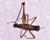 CollectionObject 1544475; 824b1dcb-4003-4f58-9591-55e80d5e63e0: male, body dorsal view (Zeromastax malavasei holotype). (CollectionObject).
