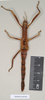 CollectionObject 1559739; 5af4de94-1acf-4d4e-8592-187154a1ab36: copyright Natural History Museum, London. female juv. of Platycrania alpheus (paralectotype). (CollectionObject).;CollectionObject 1559740; 15a8e9e2-4bb7-4d24-a7ee-06bf976abf6a: copyright Natural History Museum, London. female juv. of Platycrania alpheus (paralectotype). (CollectionObject).