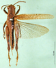 CollectionObject 1501596; f2044e5e-c181-49a0-ae8e-34176ea9c2b5: male, dorsal view (syntype). (CollectionObject).