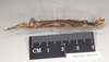 CollectionObject 1561546; NHMUK(SF IMPORT DUPLICATE) 845190, 9a44f9b5-bc60-4c86-8260-ef9e453133ea: copyright Natural History Museum, London. female, lateral view (holotype). (CollectionObject).