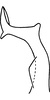 Stylus on Erythridula crossi (Hepner, 1976): Stylus (holotype). (Observation).
