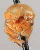 Head on Anisostylus stylatus Caldwell, 1949: (Observation).