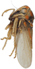 Habitus, lateral view on Brazosa picturella (Baker, 1923): (Observation).