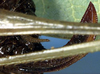 CollectionObject 1517342; 721bf50c-733e-4396-b82c-c9c6eb583702: female ovipositor (holotype of Phrixa schumanni). (CollectionObject).