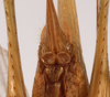 CollectionObject 1572407; ad904047-b965-4db5-8fb6-6ccbdbddad03: female subgenital plate (syntype). (CollectionObject).