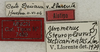 CollectionObject 1535926; 6fd97b92-1c9c-471a-8d24-af4025f52d78: labels (allotype). (CollectionObject).