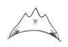 Ceuthophilus (Ceuthophilus) seclusus Scudder, 1894: Fig. 800. female subgenital plate (Louisiana, MO). (Otu).