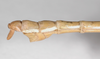 CollectionObject 1576632; 93772d7e-7568-4b9d-8be9-021fcf0a0502: copyright FSCA. male: end of abdomen, lateral view (holotype). (CollectionObject).
