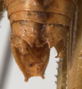 CollectionObject 1527089; 6dfb297e-2f06-4791-977f-d41648a93736: male cerci (holotype). (CollectionObject).