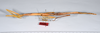 CollectionObject 1557024; 807ad312-522c-41ae-a2e9-14bcc76c50a7: copyright ANSP. female, lateral view (syntype). (CollectionObject).;CollectionObject 1557025; 9744693e-f103-4e3f-a20e-3ee15e4bff06: copyright ANSP. female nymph of synonym Bostra jugalis, lateral view (paratype). (CollectionObject).