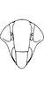 Head on Distantasca serratipenis (Qin & Zhang, 2007): Head, lateral view. (Observation).
