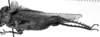 CollectionObject 1575374; 8793afd4-047f-4a3a-810d-46b661160fb1: Image Carbonell, C.S. male, lateral view (Ommexecha sommeri). (CollectionObject).