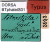 labels (holotype of Phaneroptera tetrasticta). Depicts CollectionObject 1500711; 98e1a45c-4fb0-4f06-a3ce-e610c76523d0, a CollectionObject.
