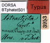 CollectionObject 1500711; 98e1a45c-4fb0-4f06-a3ce-e610c76523d0: labels (holotype of Phaneroptera tetrasticta). (CollectionObject).