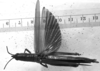 CollectionObject 1565618; c29b2a45-da21-450b-9d39-61b766361697: Image Carbonell, C.S. female, dorsal view. (CollectionObject).