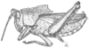 Colpolopha bruneri Rehn, 1905: Pg. 406, Fig. 7 after type. male, lateral view (body length 22, pronotum 10 tegmen 13 mm). (Otu).
