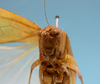 CollectionObject 1542897; 4ec4b504-053c-4a8b-9748-542347715bc7: female, face frontal view (allotype). (CollectionObject).