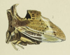 Habitus, lateral view: !! display not done !! on Entylia sinuata (Fabricius, 1798): (Observation).