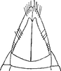 Subgenital plate, ventral view on Doleranus lucidus (Baker, 1895): Apex of abdomen. (Observation).