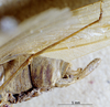 CollectionObject 1503350; MBBJ 3226099, 6eddc62e-7bcd-44c0-82fb-76e935cc3a21: male cerci. (CollectionObject).