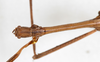 CollectionObject 1559379; NMW 307, 5bcbf320-07a8-4072-a0c5-968e84d6020b: copyright NMW, Vienna. male: head & thorax, dorsal view (holotype). (CollectionObject).
