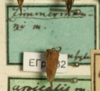Other: !! display not done !! on Smilia zimmermanni (Fairmaire, 1846): (Observation).