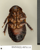 Ancaudellia setula Roth, 1982: Copyright Natural History Museum, London. Paratype (adult female) in BM(NH). Ventral view. (Otu).