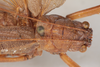 CollectionObject 1506583; cb49f7dc-4ebe-4b0b-80cf-4716726256e9: female, dorsal view (syntype). (CollectionObject).