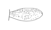 Eulampiacris leucoptera (Scudder, 1875): Fig. 165. female tegmen. (Otu).