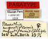 CollectionObject 1587272; MNHN(SF IMPORT DUPLICATE) MNHN-EP-EP1219, e7ef65d1-31b3-42d0-bb3e-e93092bad5da: CC BY-NC-ND 4.0/MNHN - Depraetere Marion - 2014. Non type, female. Specimen number: MNHN-EP-EP1219. http://coldb.mnhn.fr/catalognumber/mnhn/ep/ep1219. (CollectionObject).