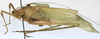 CollectionObject 1539774; 468288cf-2b50-4b67-8f4b-b3f052943afb: male habitus, lateral view (holotype). (CollectionObject).