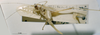 CollectionObject 1567103; 657b3606-827f-4fa3-b096-87b8013fa52e: female abdominal apex (syntype). (CollectionObject).