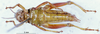 CollectionObject 1505170; 317f44e9-295d-4265-971e-08301df938a9: female, ventral view (paratype). (CollectionObject).
