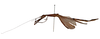 CollectionObject 1557221; NMW 972', 47213140-8d79-4db1-995a-2cef86019d43: female (holotype) , copyright NHMW, Vienna. female, lateral view (holotype). (CollectionObject).