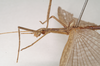 CollectionObject 1562278; 023df45c-7134-46af-bbce-bfd3b6b39663: copyright Natural History Museum, London. male: head and thorax, lateral view (syntype). (CollectionObject).;CollectionObject 1562279; 47e77964-1f21-48ab-b4d1-2b5bc735866f: copyright Natural History Museum, London. male: head and thorax, lateral view (syntype). (CollectionObject).