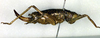 CollectionObject 1500395; eec3e4ed-5cfb-4784-9c80-6521a052e34e: female, lateral view (holotype). (CollectionObject).