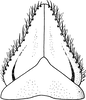 Subgenital plate: !! display not done !! on Pendarus (Remadosus) magnus (Osborn & Ball, 1897): Subgenital plate. (Observation).