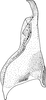 Stylus on Colladonus torneella (Zetterstedt, 1828): Stylus. (Observation).
