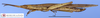 CollectionObject 1565772; b690848f-af99-423d-adcc-2b1b3aed41c2: male, lateral view. (CollectionObject).