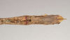 CollectionObject 1559452; NHMUK(SF IMPORT DUPLICATE) 844615, 4335eae1-0020-4e6d-843f-fe6cfbd4fa9e: copyright Natural History Museum, London. female: end of abdomen, ventral view (holotype). (CollectionObject).