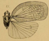 Habitus, dorsal view on Caesonia bellula (Stål, 1855): (Observation).
