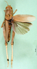 CollectionObject 1501582; a986a78b-b0b8-46ec-a84d-87104cb21b11, DORSA BA000671S01: female, dorsal view (holotype). (CollectionObject).