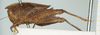 CollectionObject 1517868; 0c1e5223-5bcc-4533-a9c6-11ad654d9524, NHMUK10924411: female, lateral view (syntype). (CollectionObject).