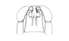 Ronderosia cinctipes (Bruner, 1906): Fig. 2F. male, head, frontal view. (Otu).