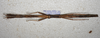 CollectionObject 1576533; 273685a2-bc6a-4c6b-a2ad-e7b7940f4844: copyright ZRC Singapore. female, ventrral view (paratype). (CollectionObject).