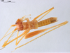 CollectionObject 1566932; 2058b233-de48-436e-a7db-b22f7156800e: male, dorsal view (holotype). Parque Nacional do Pau Brasil, Porto Seguro, Brazil. (CollectionObject).