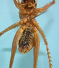 CollectionObject 1542790; 45c5b3ec-018e-4b4a-9822-ba3a9b09fac1: male, abdomen ventral view (holotype of Cerberodon cuiabensis). (CollectionObject).